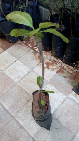 Mudas Caju Anão - Produz em Vaso - Foto 4