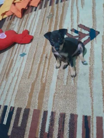 Pinscher 2 meses - Foto 3