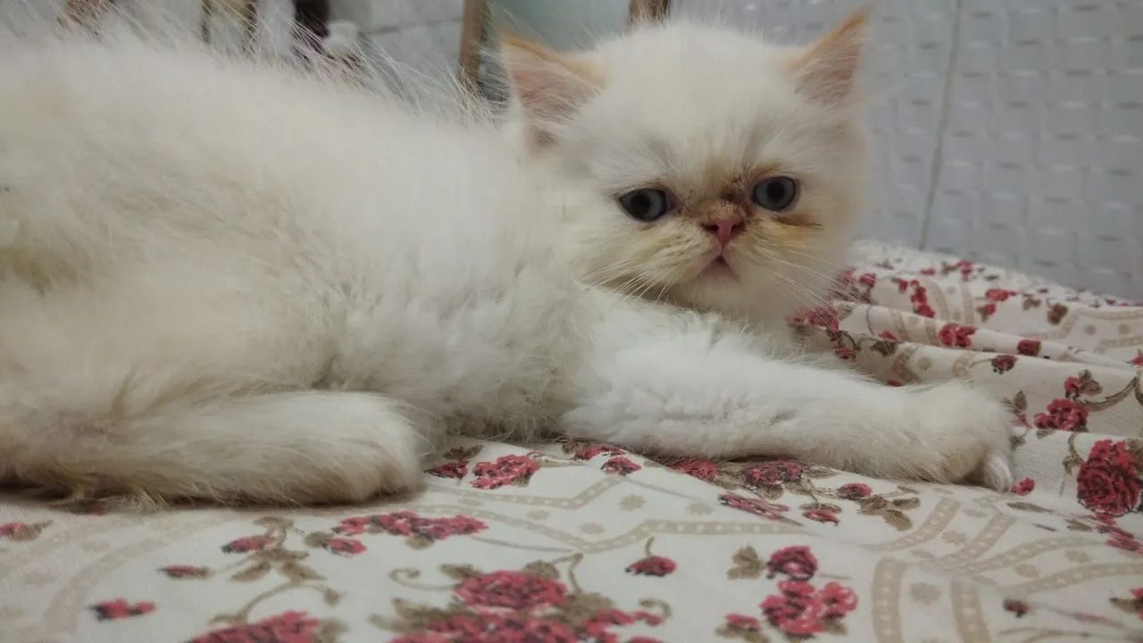 Gatinho persa show padrão  com 60 dias de vida super dócil e brincalhão  - Foto 3