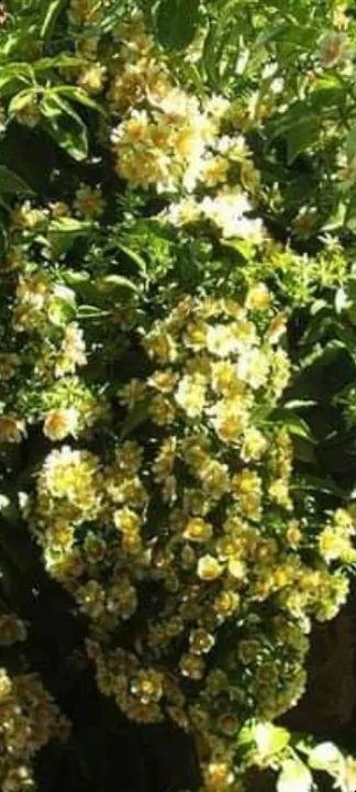 Frutíferas. Arbustos. Trepadeiras. - Foto 3