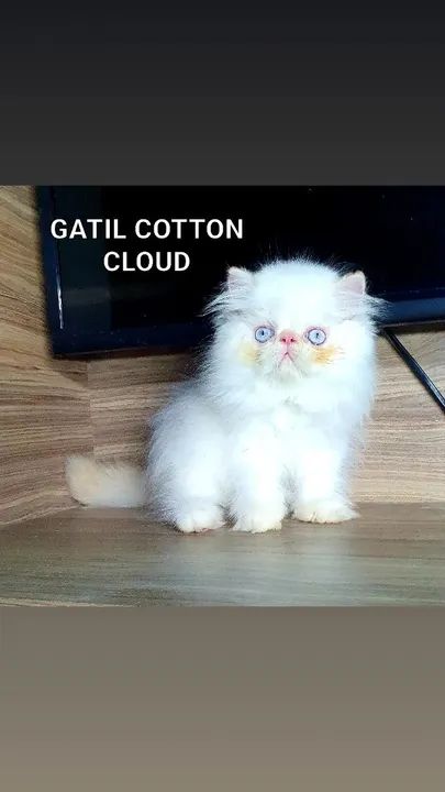 Gato Persa/ Himalaia com pedigree - Foto 6