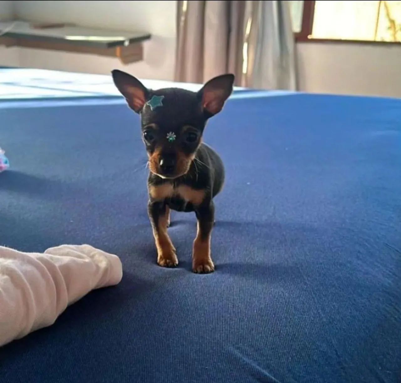 MARAVILHOSOS FILHOTES PINCHER NÚMERO ZERO DISPONÍVEIS 