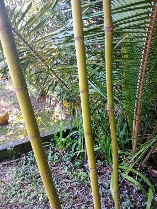 Bambu  - Foto 3