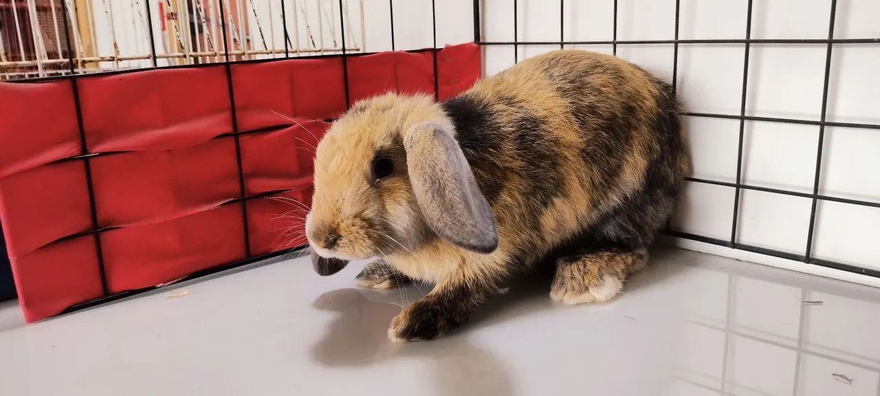 Criatório Roedores e Cia (coelhos mini Lion, loop urugaio, Lion fuzzy loop) - Foto 3