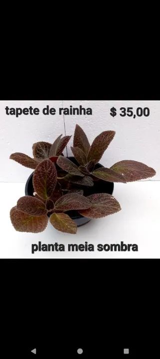 Planta vinca, comigoninguémpode, abacaxi roxo tradescantia,tapete de rainha,pteris, avenca - Foto 4