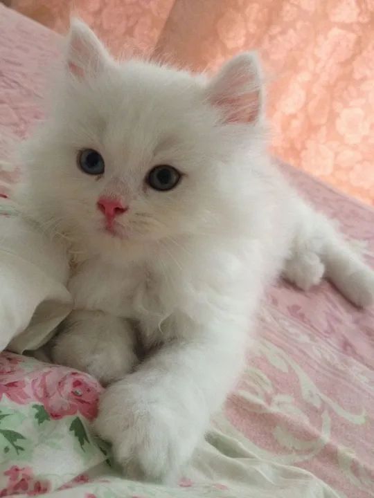 Angora turco disponível 