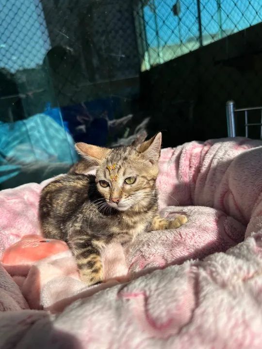 BENGAL MARBLE DISPONÍVEL  - Foto 3
