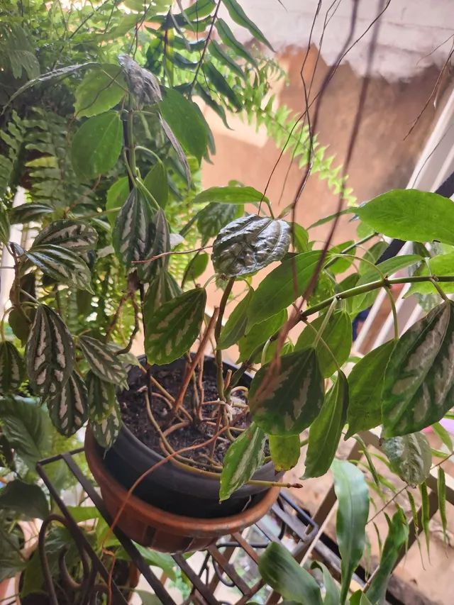 Plantas Lírio do Amazonas e outras. - Foto 3