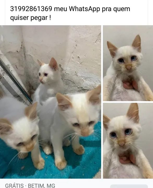 Doação de Siamês Red Point machos