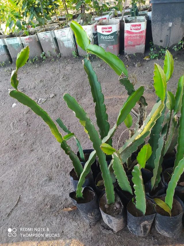 Pitaya Vermelha e Branca  - Foto 2