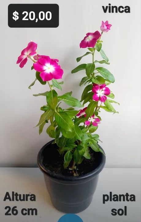 Planta vinca, comigoninguémpode, abacaxi roxo tradescantia,tapete de rainha,pteris, avenca