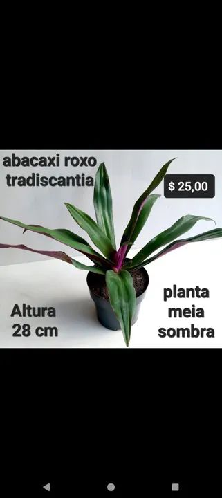 Planta vinca, comigoninguémpode, abacaxi roxo tradescantia,tapete de rainha,pteris, avenca - Foto 2
