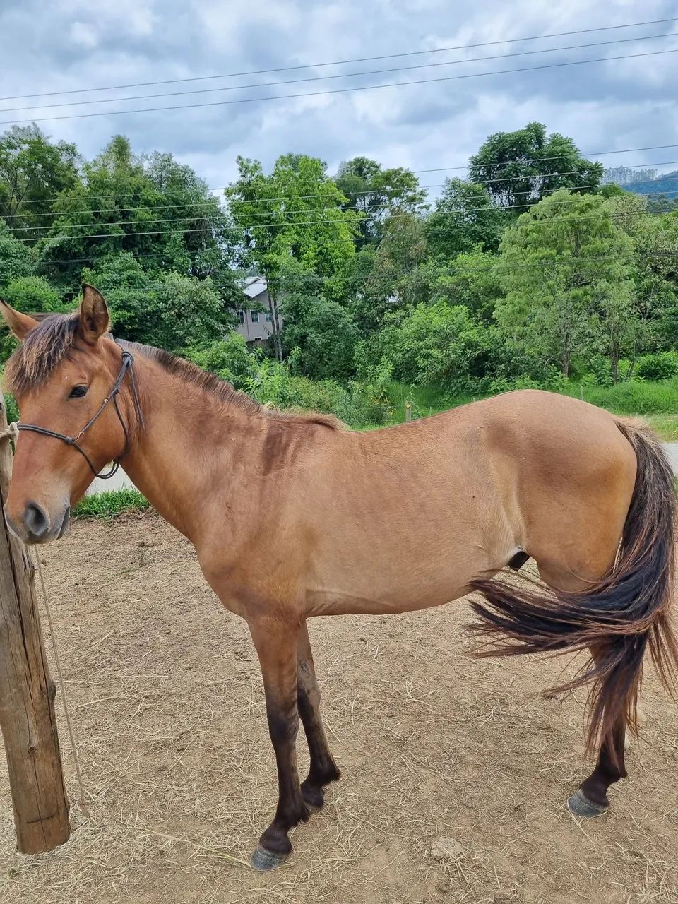 Potro gateado - Foto 2