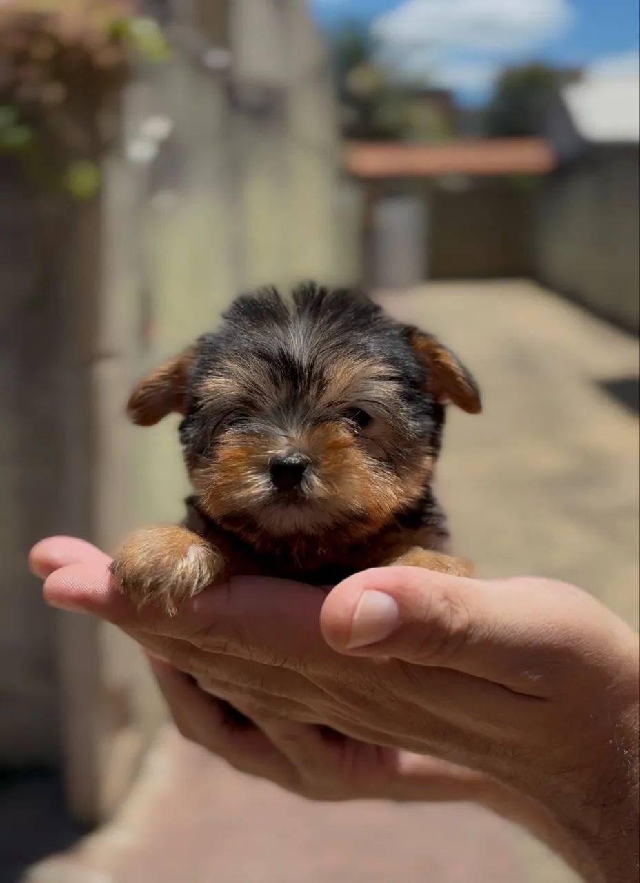 Filhotes de Yorkshire  - Foto 3