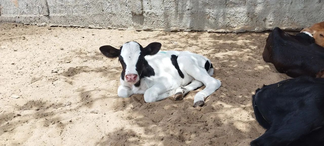 Bezerro de mamadeira  - Foto 3