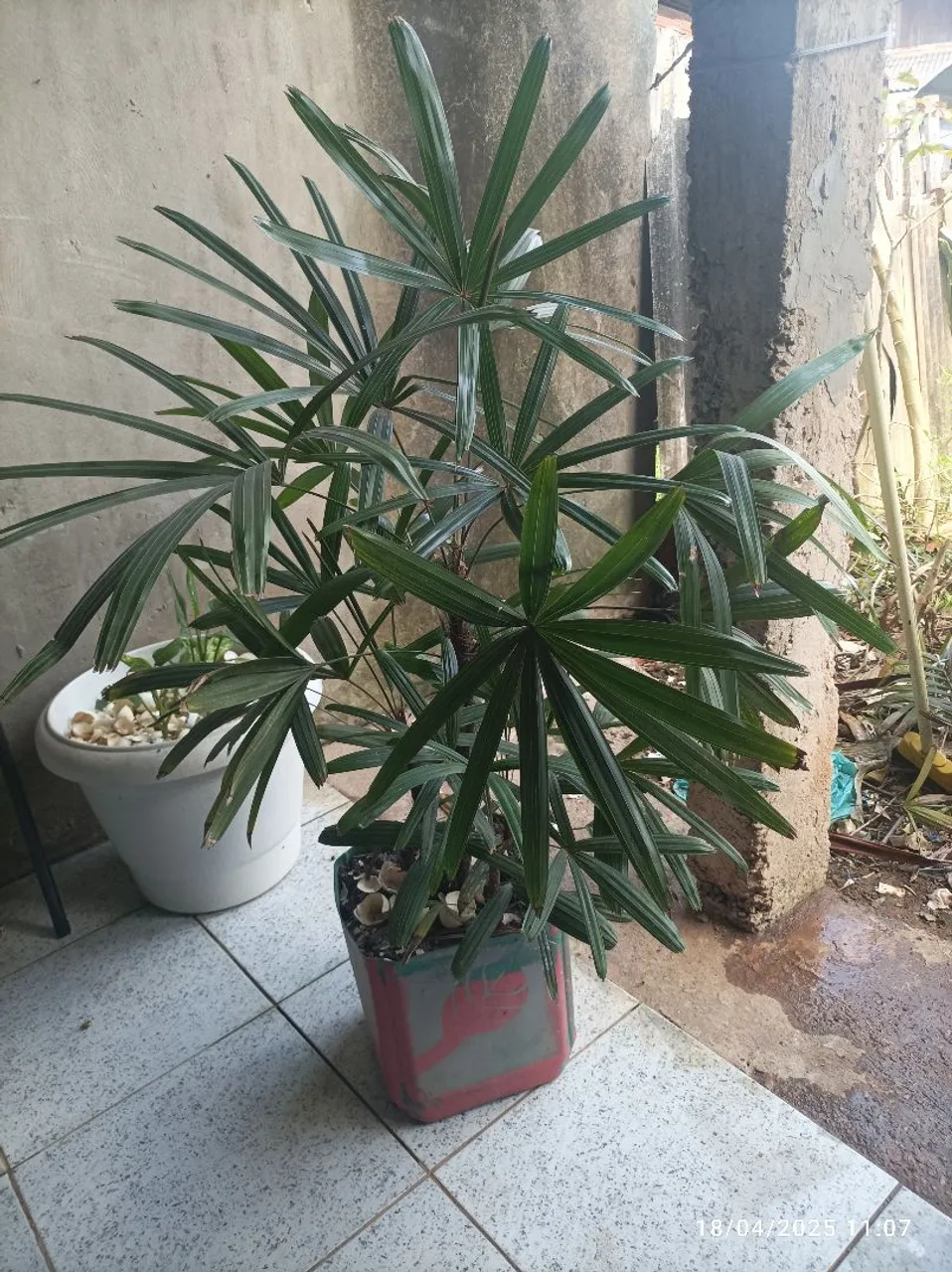 Palheira
