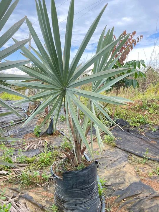 Palmeira azul Bismarckia  - Foto 3