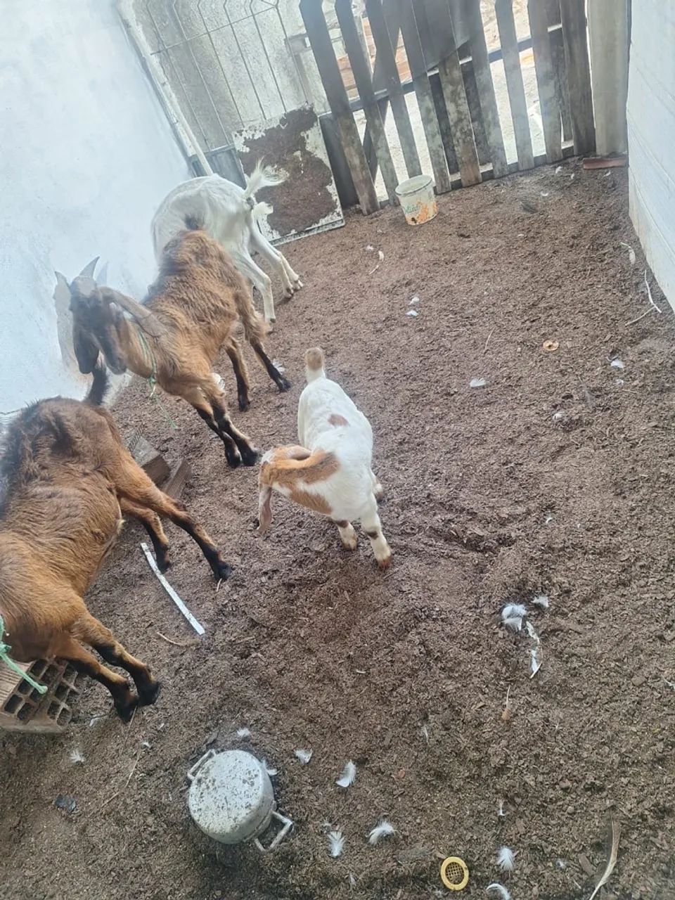 Cabra  mestiça anglo nubiana  com boe Vendo ou troco  - Foto 2