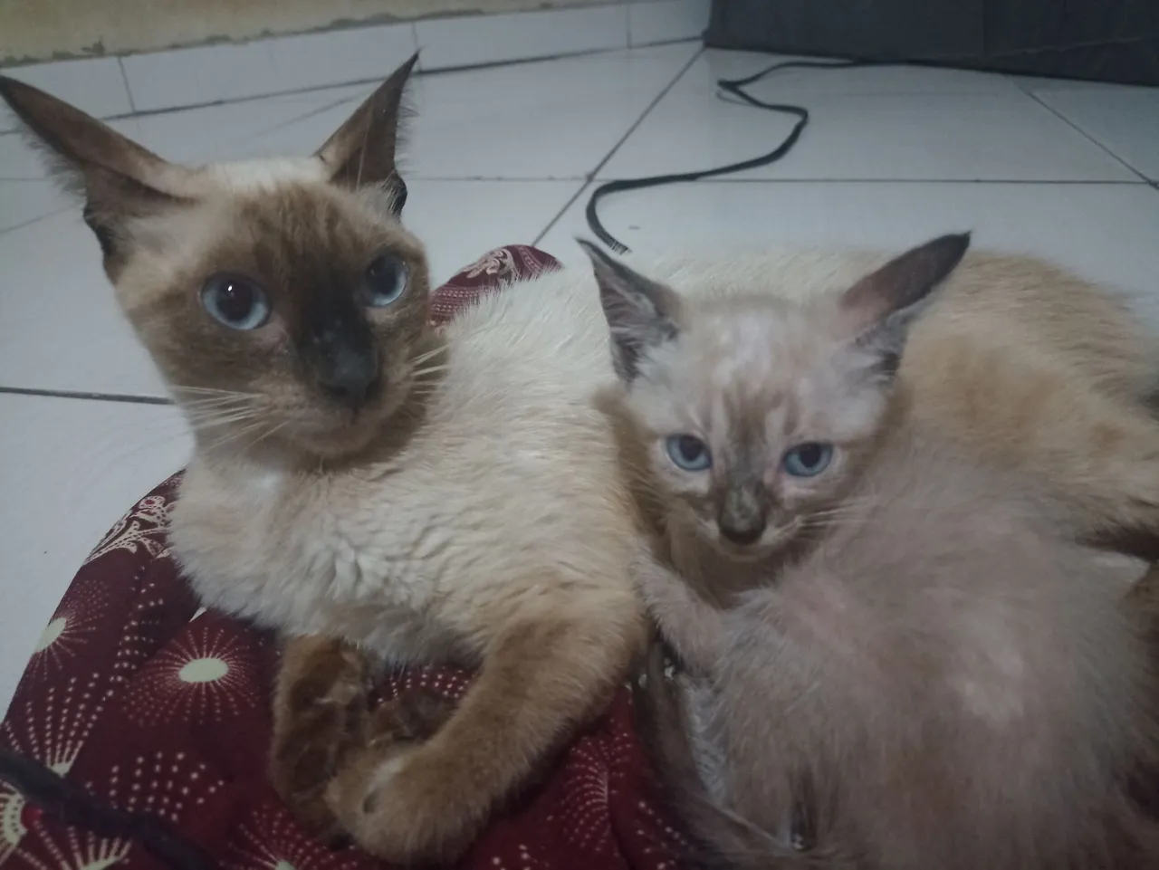 Gatinhos Siameses Lindos e Carinhosos