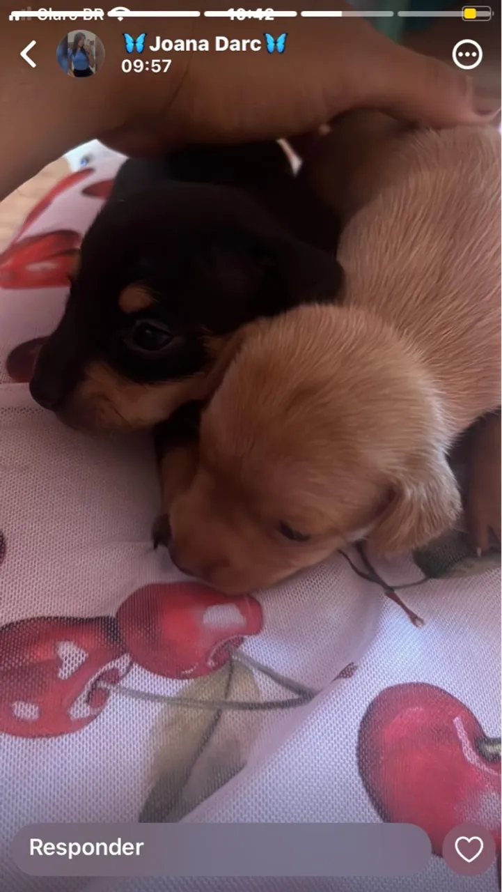 Filhotes de Pinscher disponíveis!