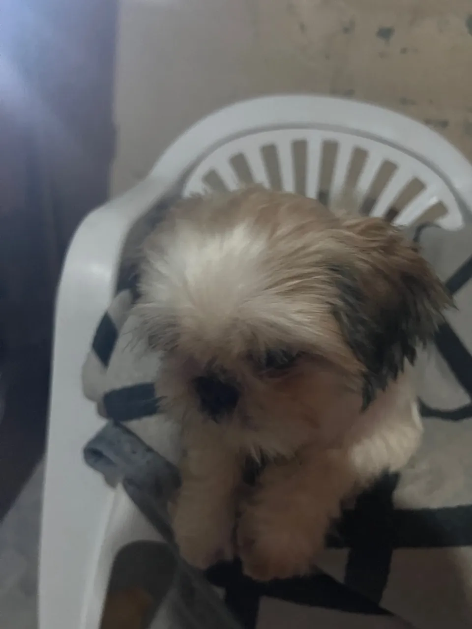 Shih Tzu adulto com 2 anos Fêmea 