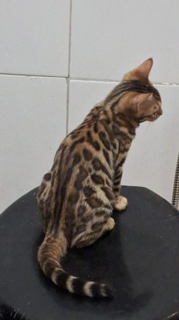 Dois Gatinhos Bengala - Lindos e Brincalhões - Foto 2