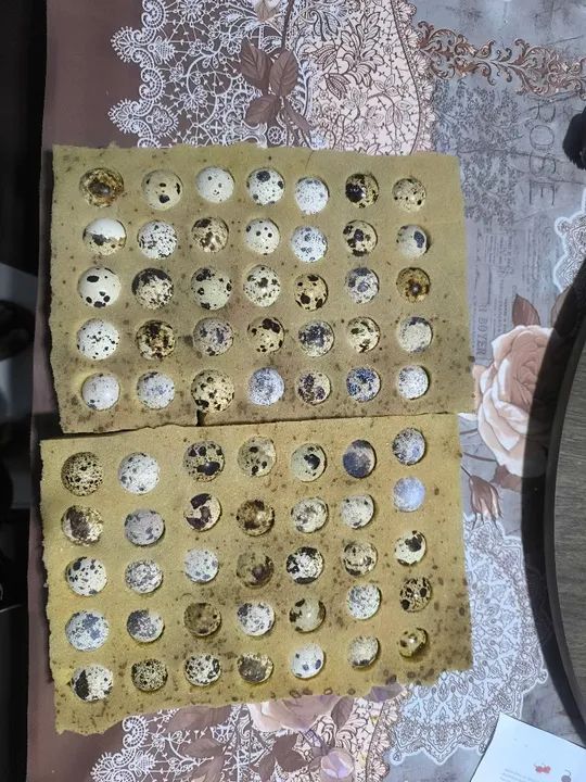 Ovos galados de codornas gigantes 