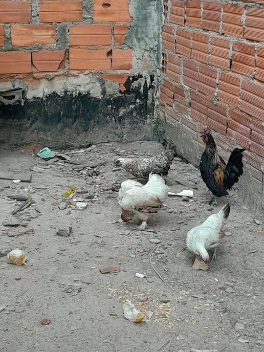 Florentino Pires  - Foto 2