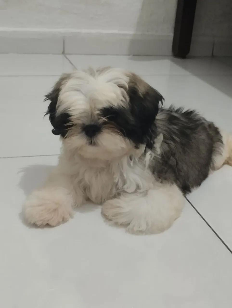 Filhote Shih Tzu para venda