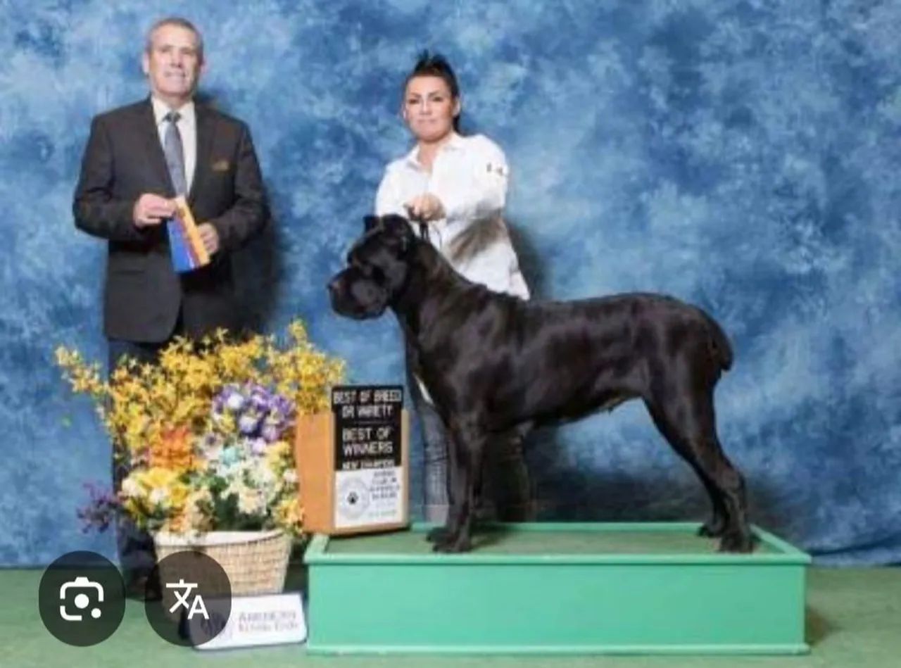 Filhotes de Cane Corso com Pedigree  - Foto 4