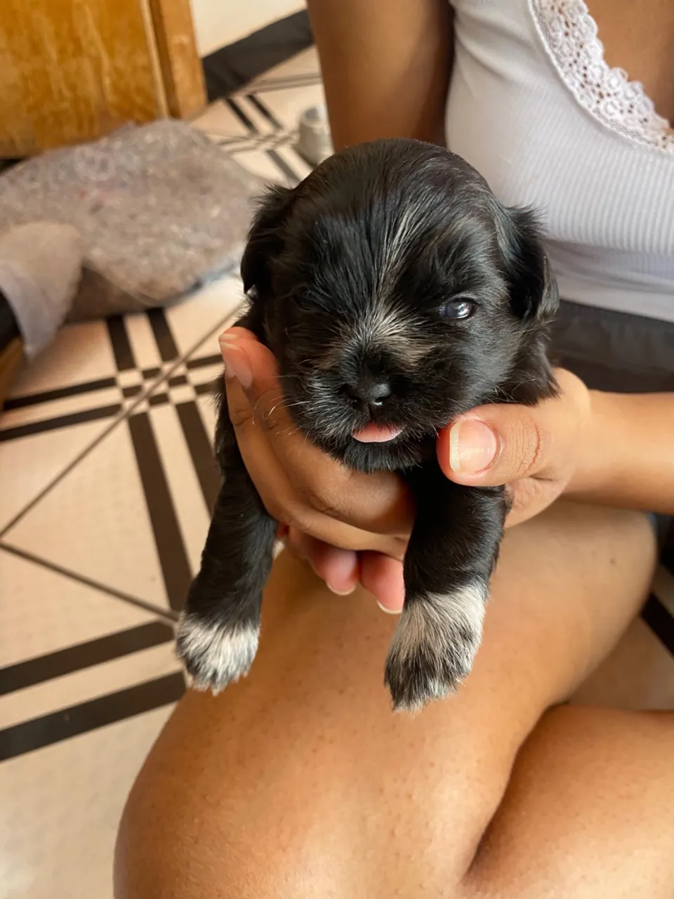 Filhote Lhasa Apso