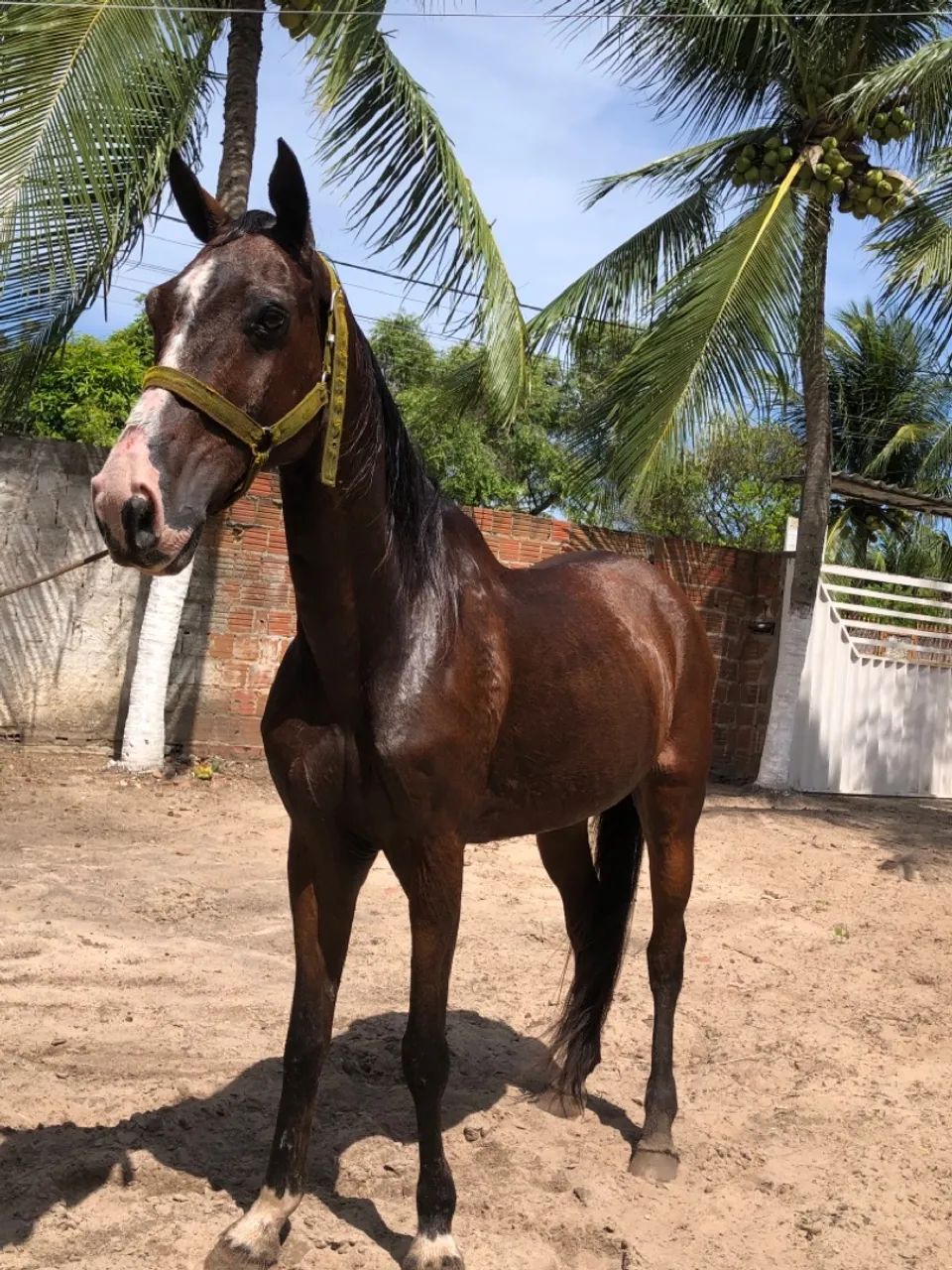 Cavalo de esquerda - Foto 4