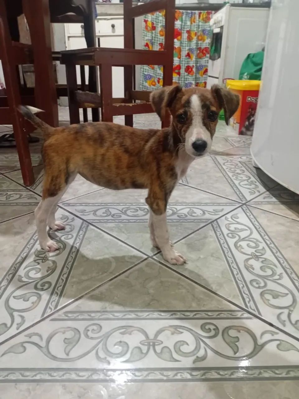 Bebê fêmea vira-lata 