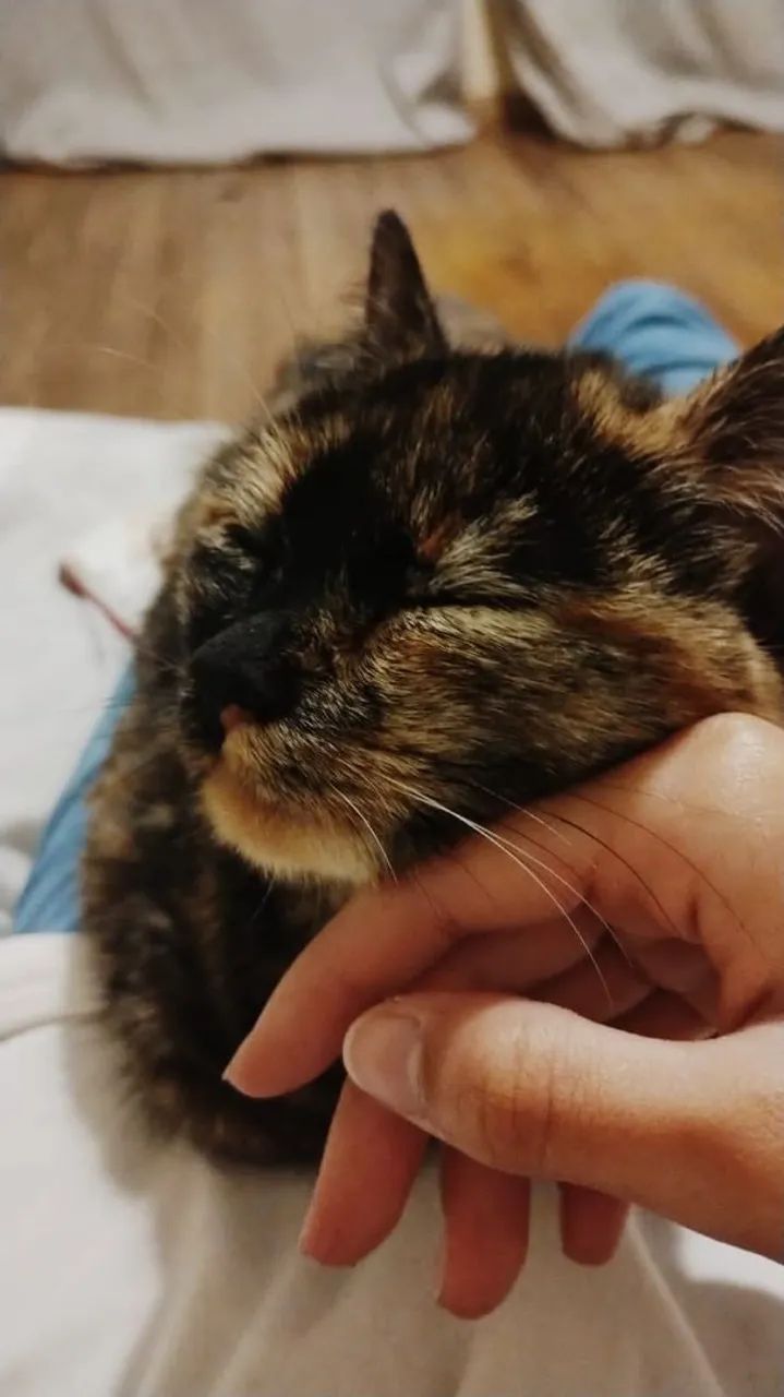 Gatinha carinhosa e charmosa para adoção