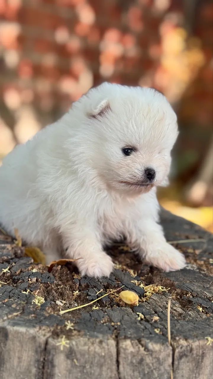 Alaskan Husky Samoyed Husky Mix Price Puppy Husky Samoyed Dog