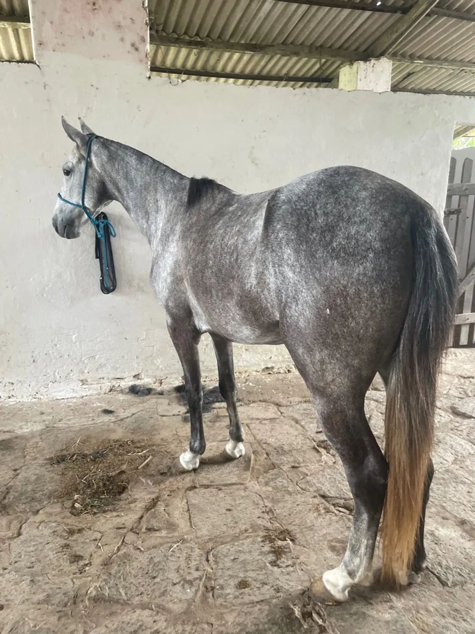 Potra Mangalarga  - Foto 3