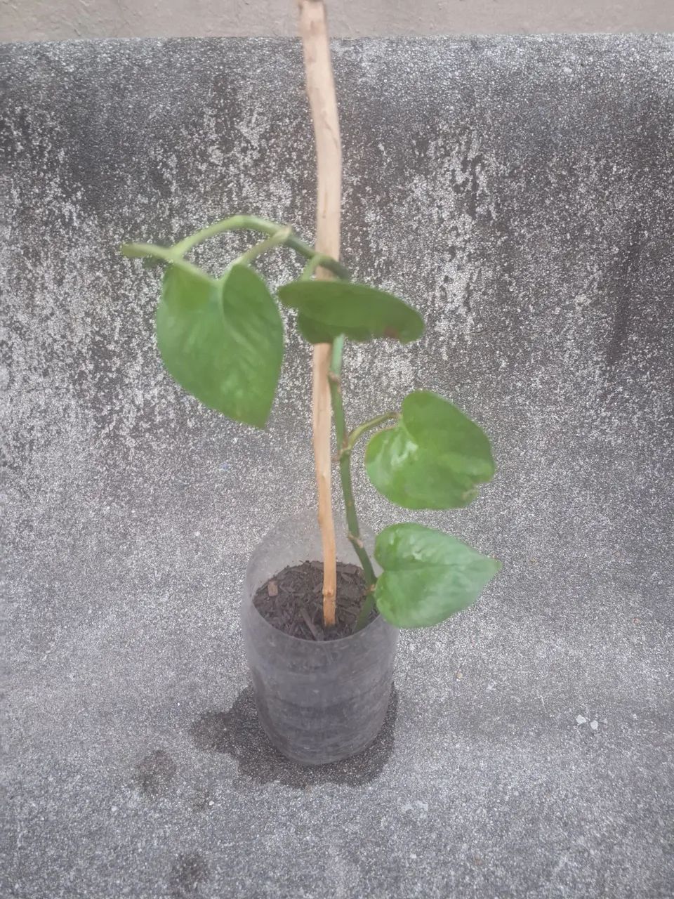 Planta Jiboia - Foto 2