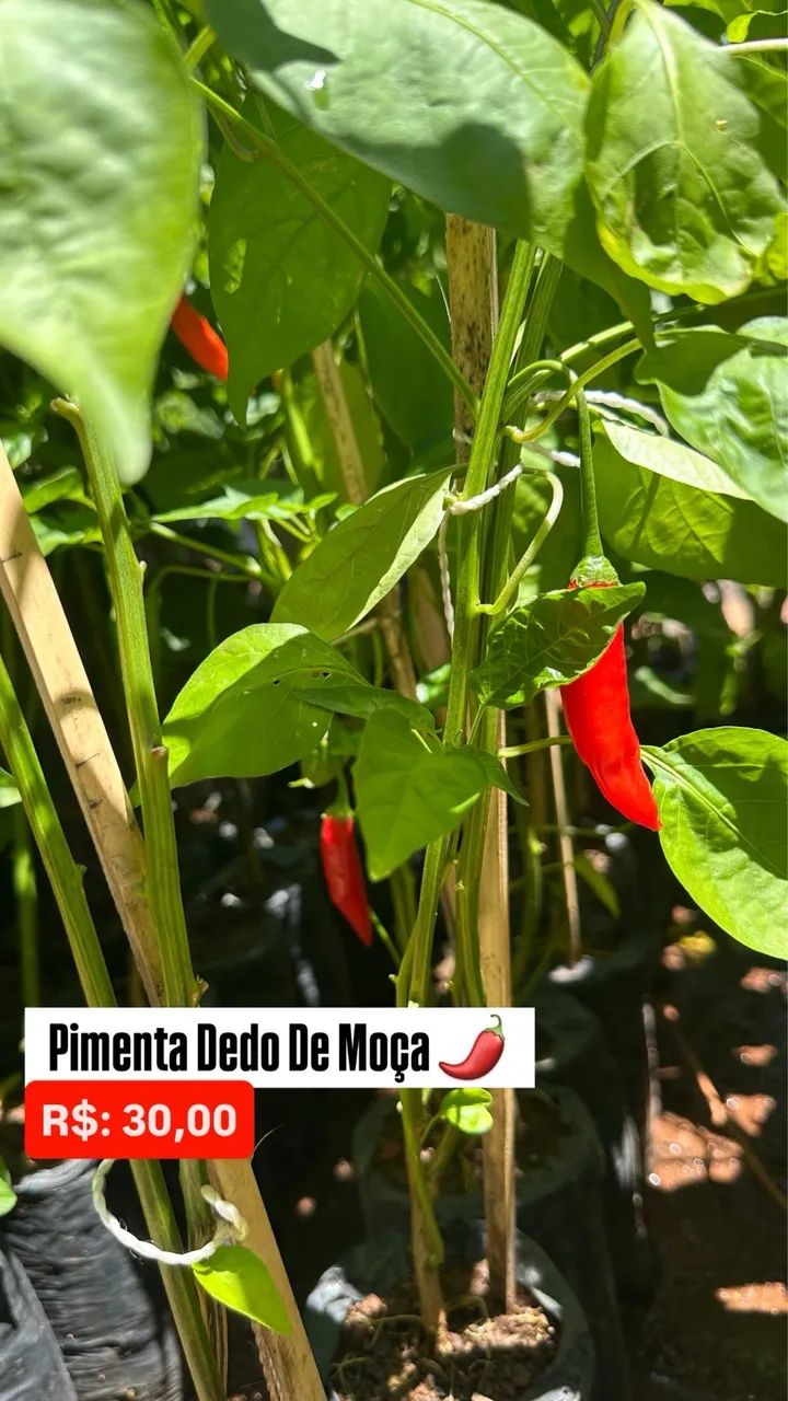 Muda de Pimenta Dedo De Moça 