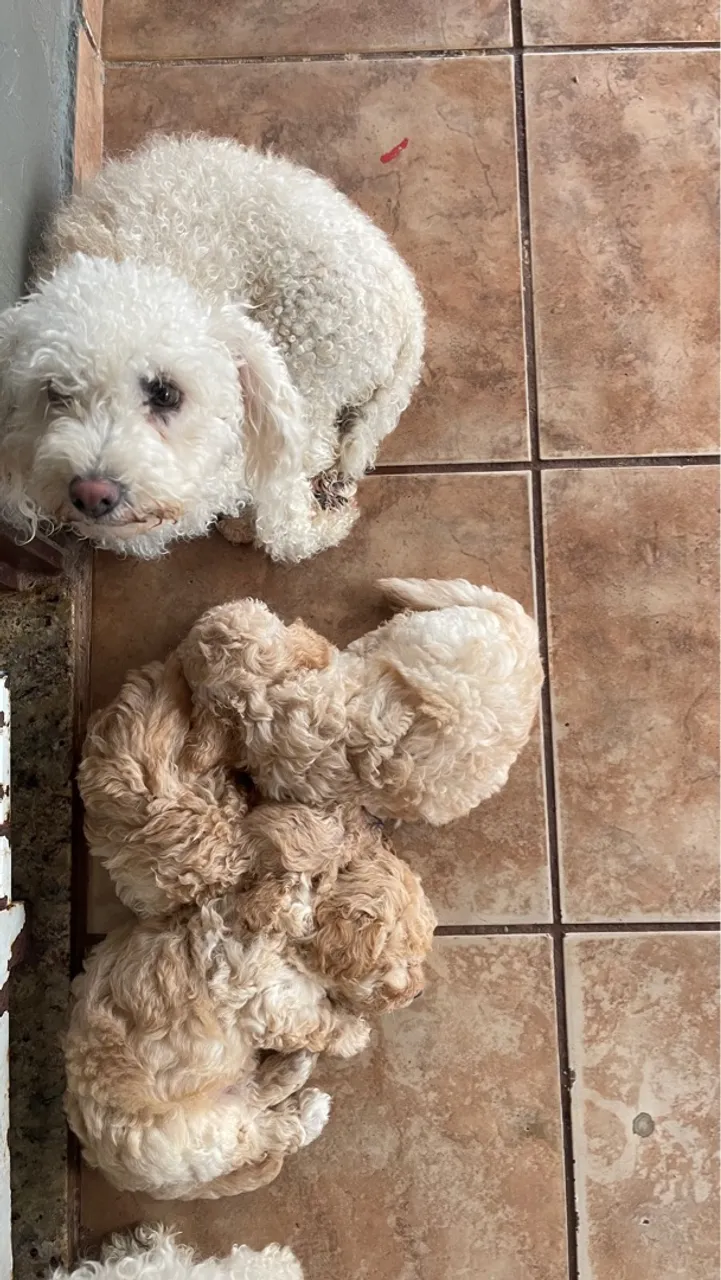 Filhotes de Poodle, lindos e saudáveis! Vermifugados,com 2 meses. 100% puros.