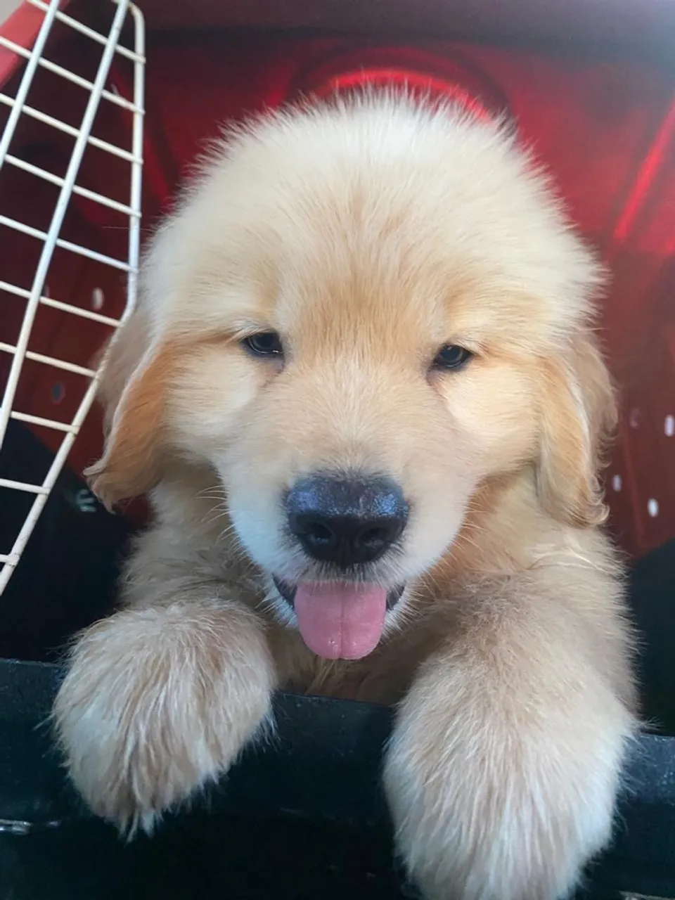 Filhote Golden Retriever