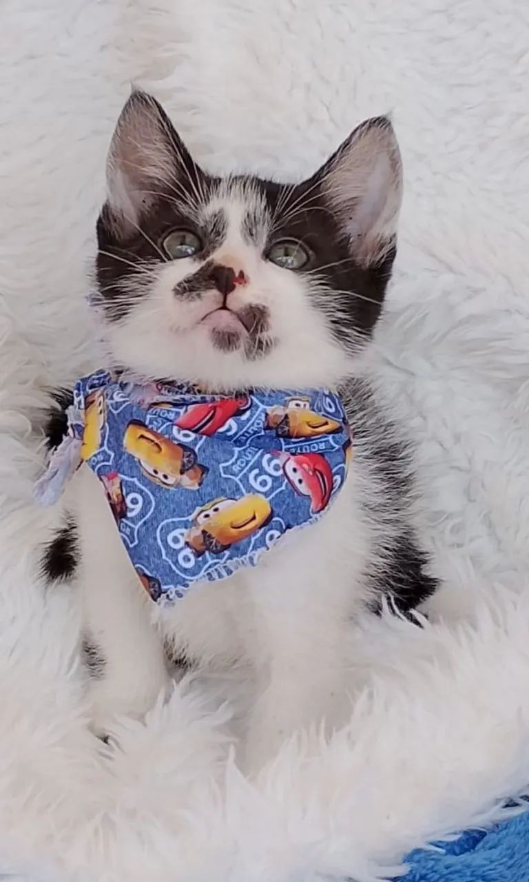 Gato pretinho com branco com 2meses 