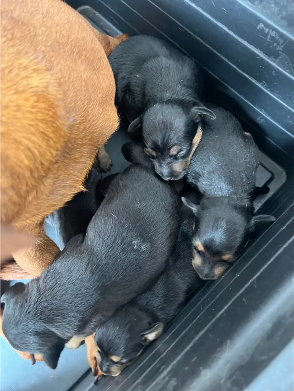 Filhotes de Pinscher