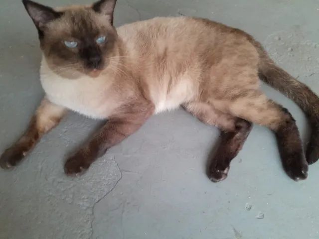 gatinhos para adoção - Foto 6