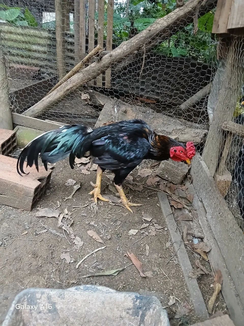 Galinha 64304560509315123