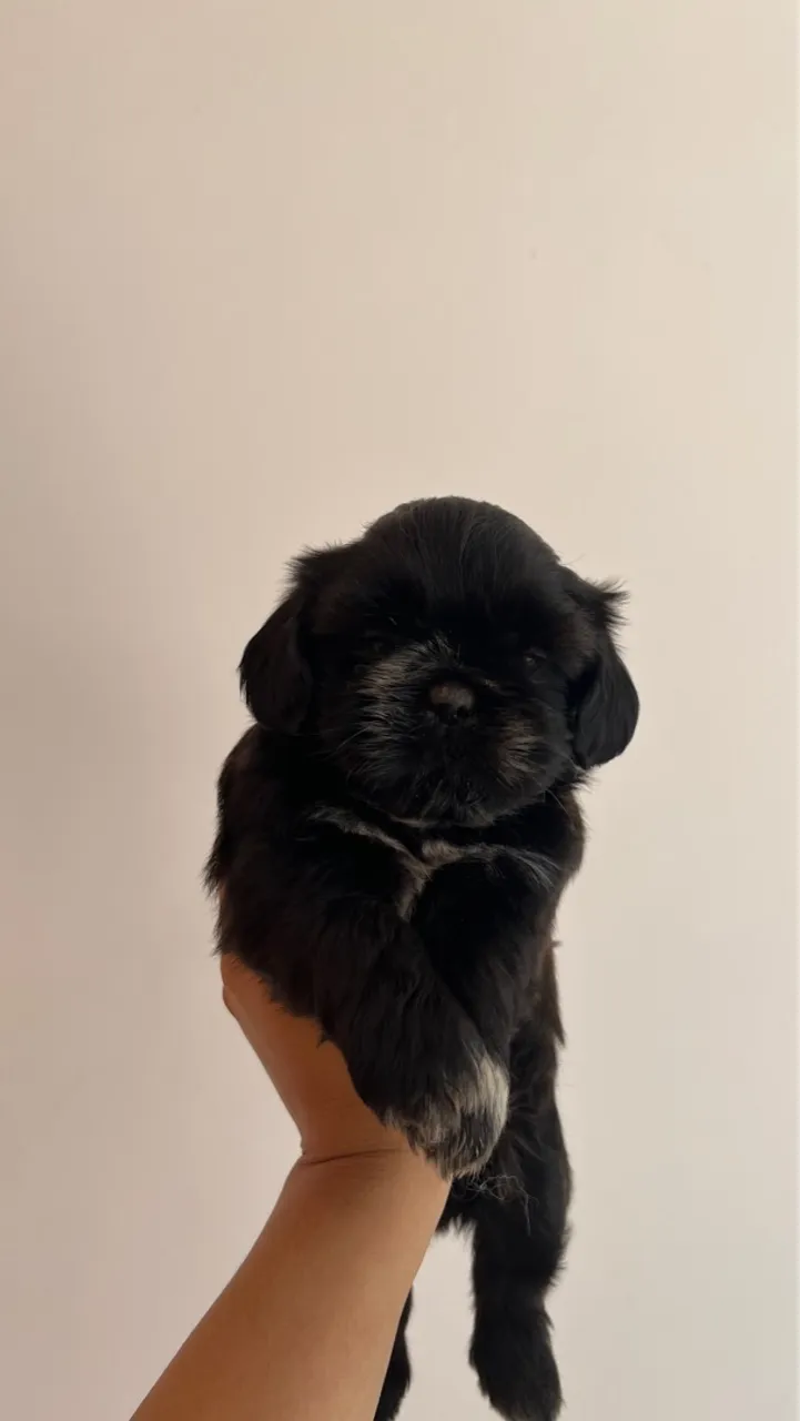 Filhote Shih Tzu