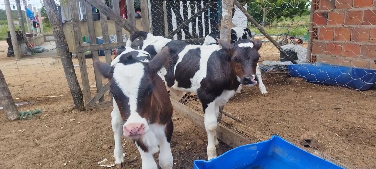 Bezerro de mamadeira  - Foto 4