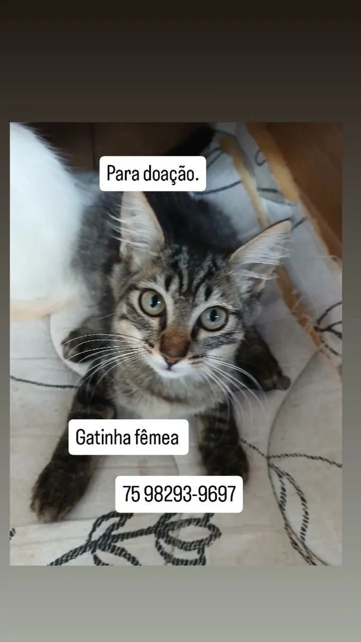 Gatinha fêmea para doação.