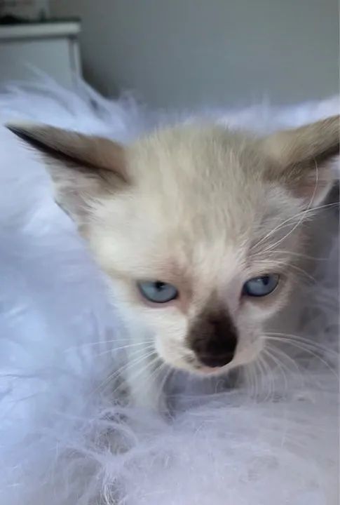 Gato filhote macho 2 meses - Foto 3