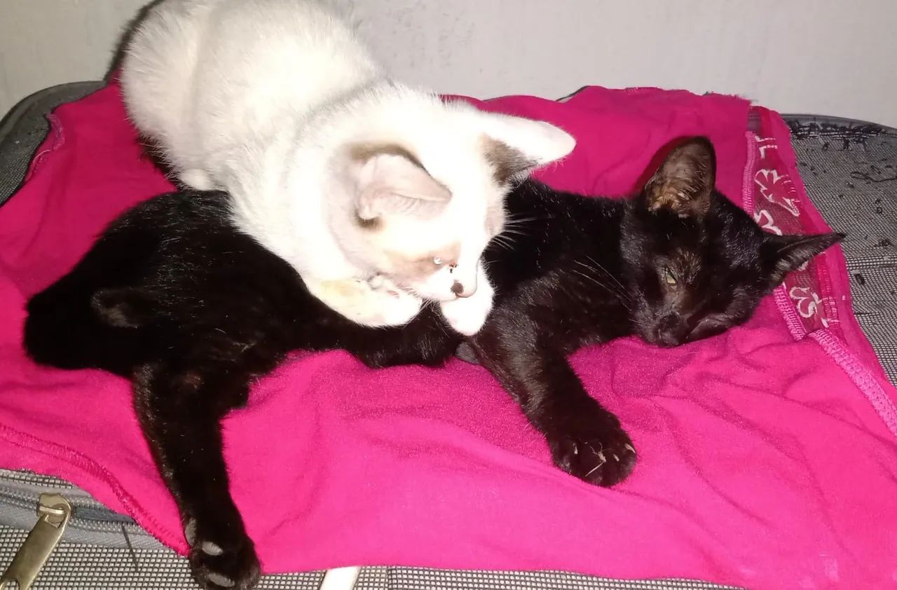 Gatinho preto e branco para adoção  - Foto 5