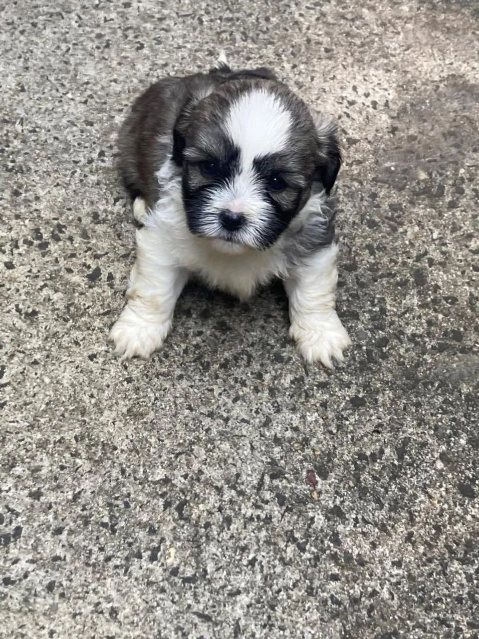 Filhote de Shih Tzu/poodle